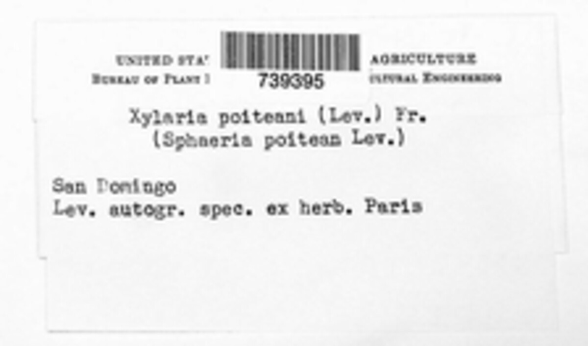 Xylaria poitaeana image